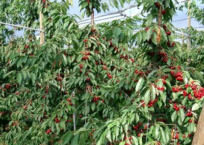 Brühwiler Regendach Cherry im Einsatz