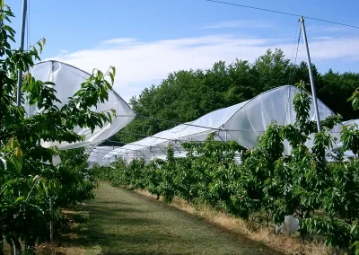 Brühwiler Regendach Cherry im Einsatz