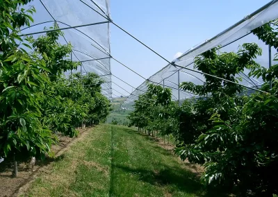 Brühwiler Regendach Cherry im Einsatz