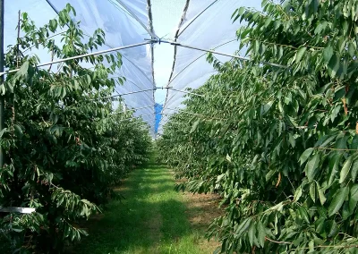 Brühwiler Regendach Cherry im Einsatz