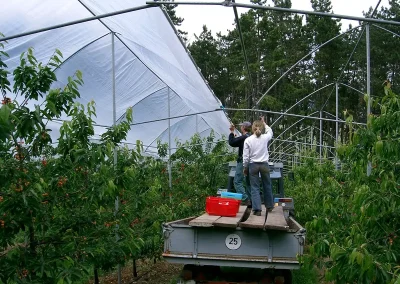 Brühwiler Regendach Cherry im Einsatz