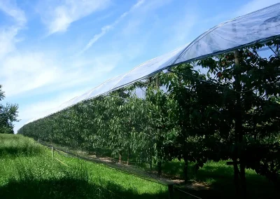 Brühwiler Regendach Cherry im Einsatz
