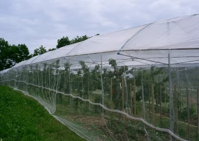 Brühwiler Regendach Cherry im Einsatz