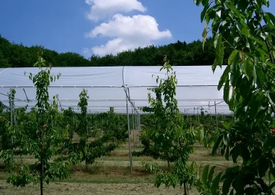 Brühwiler Regendach Cherry im Einsatz