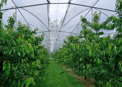 Brühwiler Regendach Cherry im Einsatz