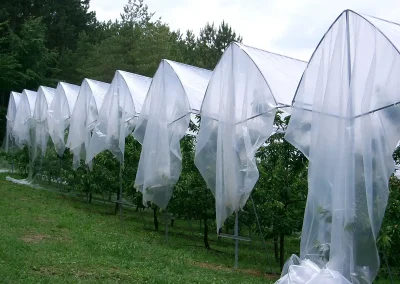 Brühwiler Regendach Cherry im Einsatz