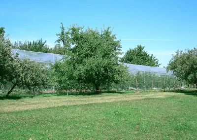 Brühwiler Regendach Cherry im Einsatz