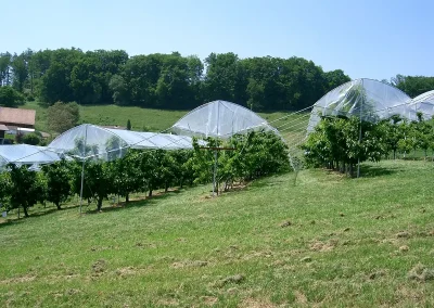 Brühwiler Regendach Cherry im Einsatz