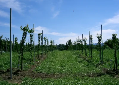 Brühwiler Regendach Cherry im Einsatz