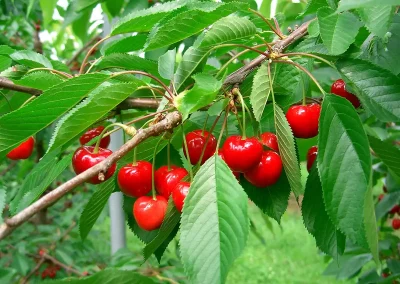 Brühwiler Regendach Cherry im Einsatz