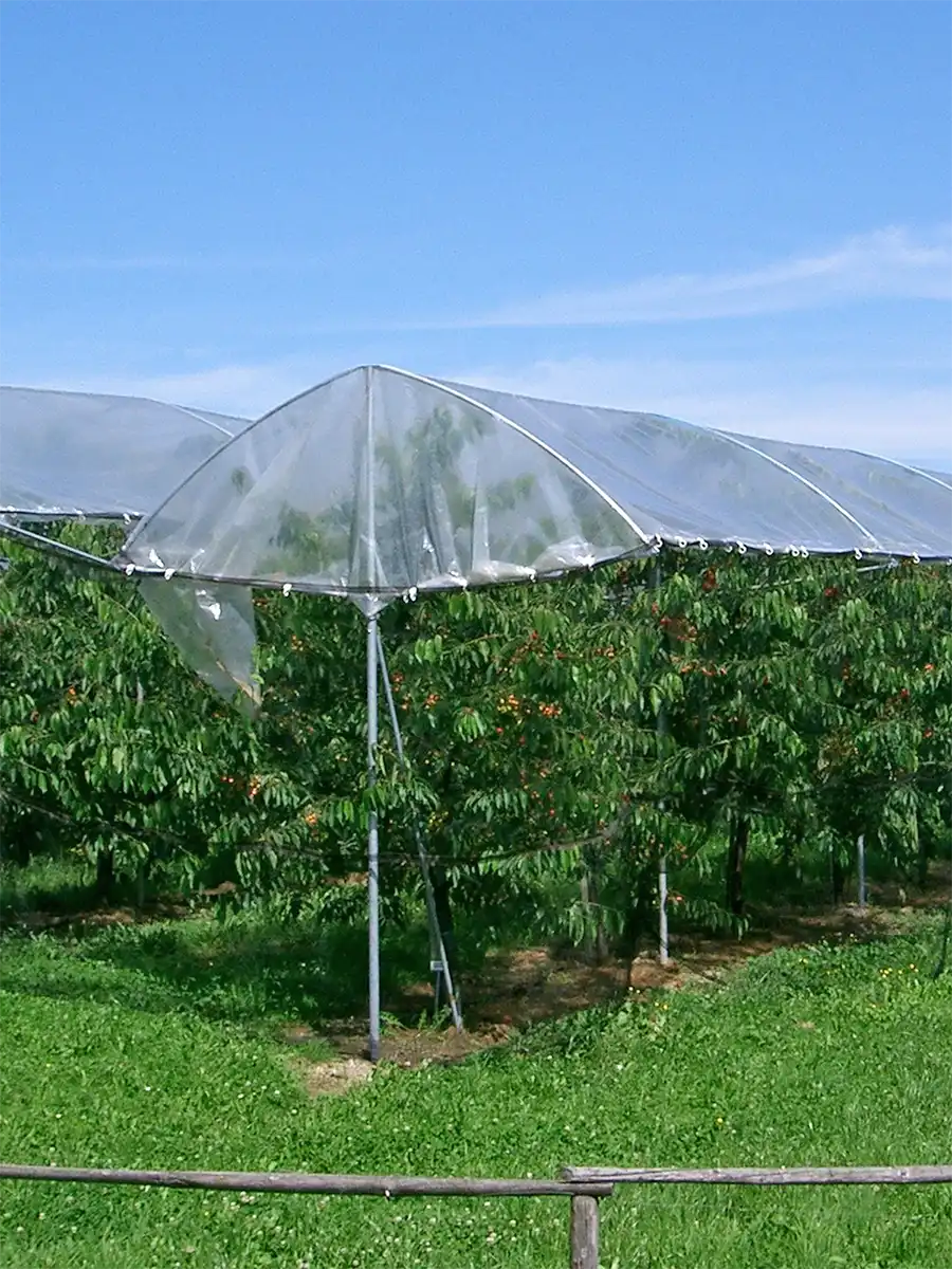Brühwiler Regendach Produkt Cherry
